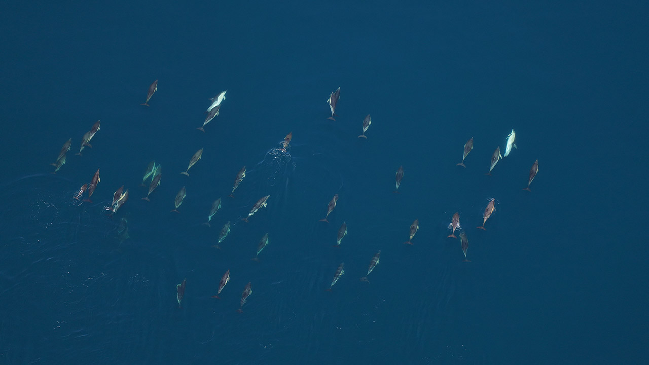 Common dolphins photographed by our Anderson Cabot Center for Ocean Life aerial survey team on June 11, 2024.