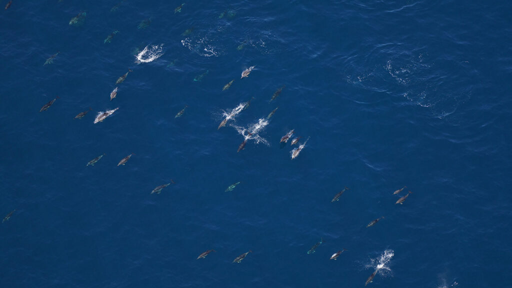 Common dolphins photographed by our Anderson Cabot Center for Ocean Life aerial survey team on June 11, 2024.