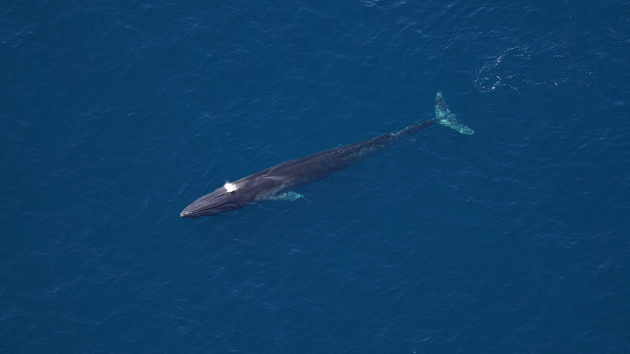 Fin whale photographed by our Anderson Cabot Center for Ocean Life aerial survey team on June 11, 2024.