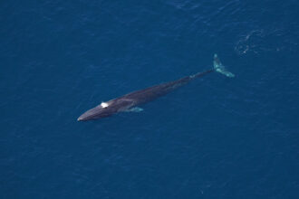 A fin whale—the second largest whale in the ocean.