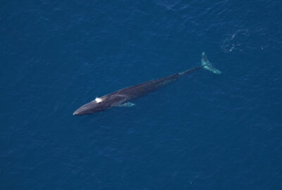 A fin whale—the second largest whale in the ocean.