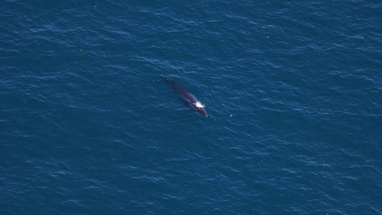 A sei whale surfaces between dives.