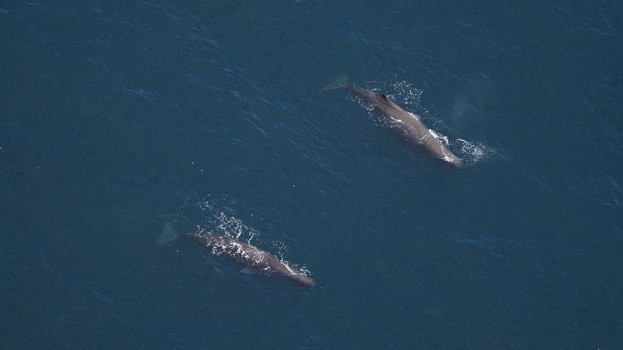 A pair of sperm whales photographed by our Anderson Cabot Center for Ocean Life aerial survey team on June 11, 2024.