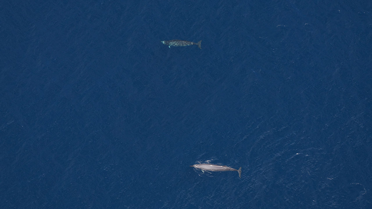 True's beaked whales photographed by our Anderson Cabot Center for Ocean Life aerial survey team on June 11, 2024.