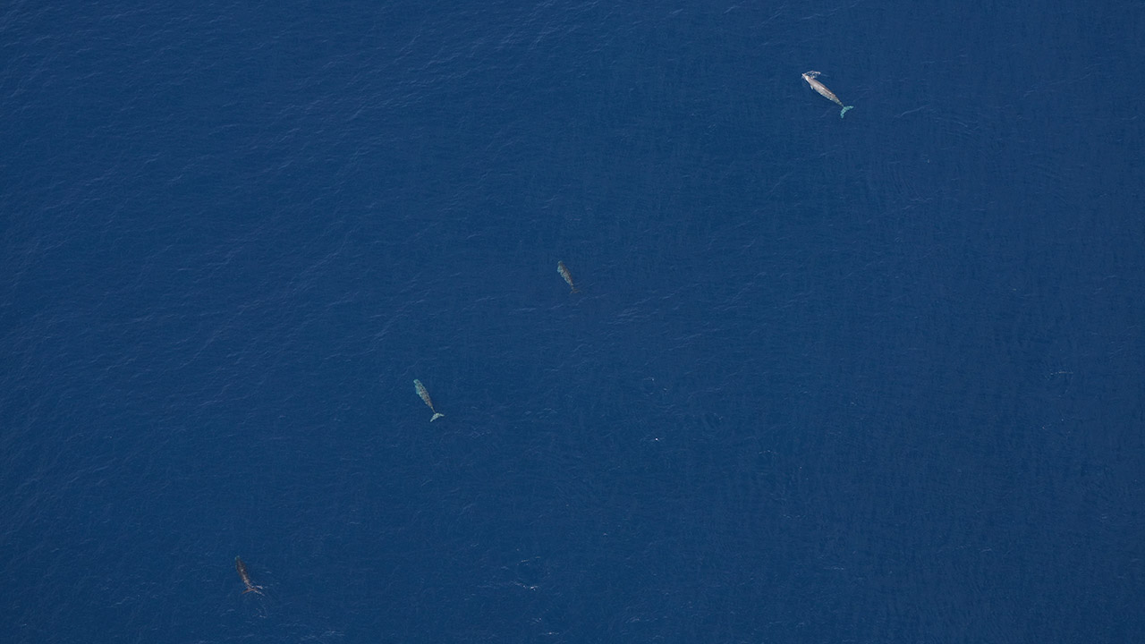 True's beaked whales photographed by our Anderson Cabot Center for Ocean Life aerial survey team on June 11, 2024.