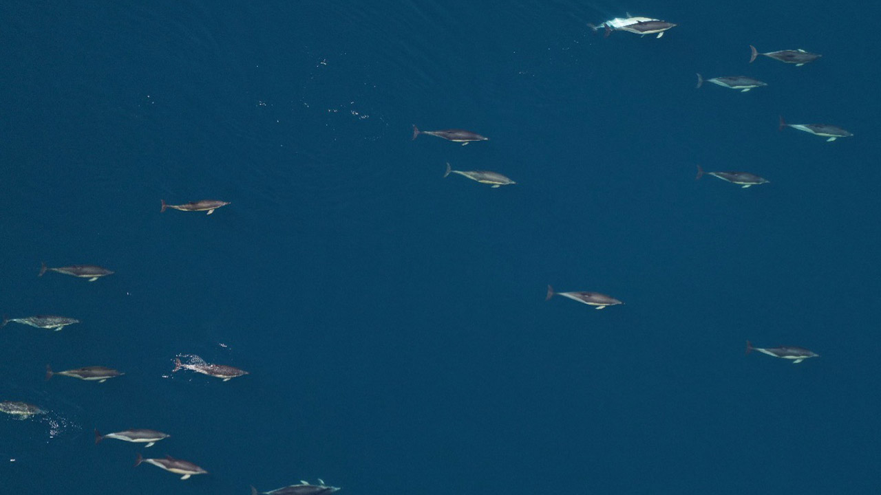 Common dolphins photographed by our Anderson Cabot Center for Ocean Life aerial survey team on June 11, 2024.