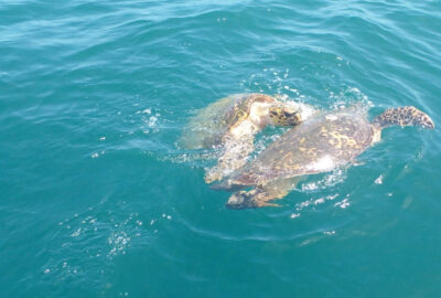In-Water Studies of Sea Turtles from the Gulf of Paria, Venezuela