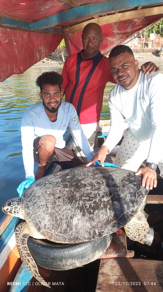 An adult of Green Turtle that has been captured and tagged