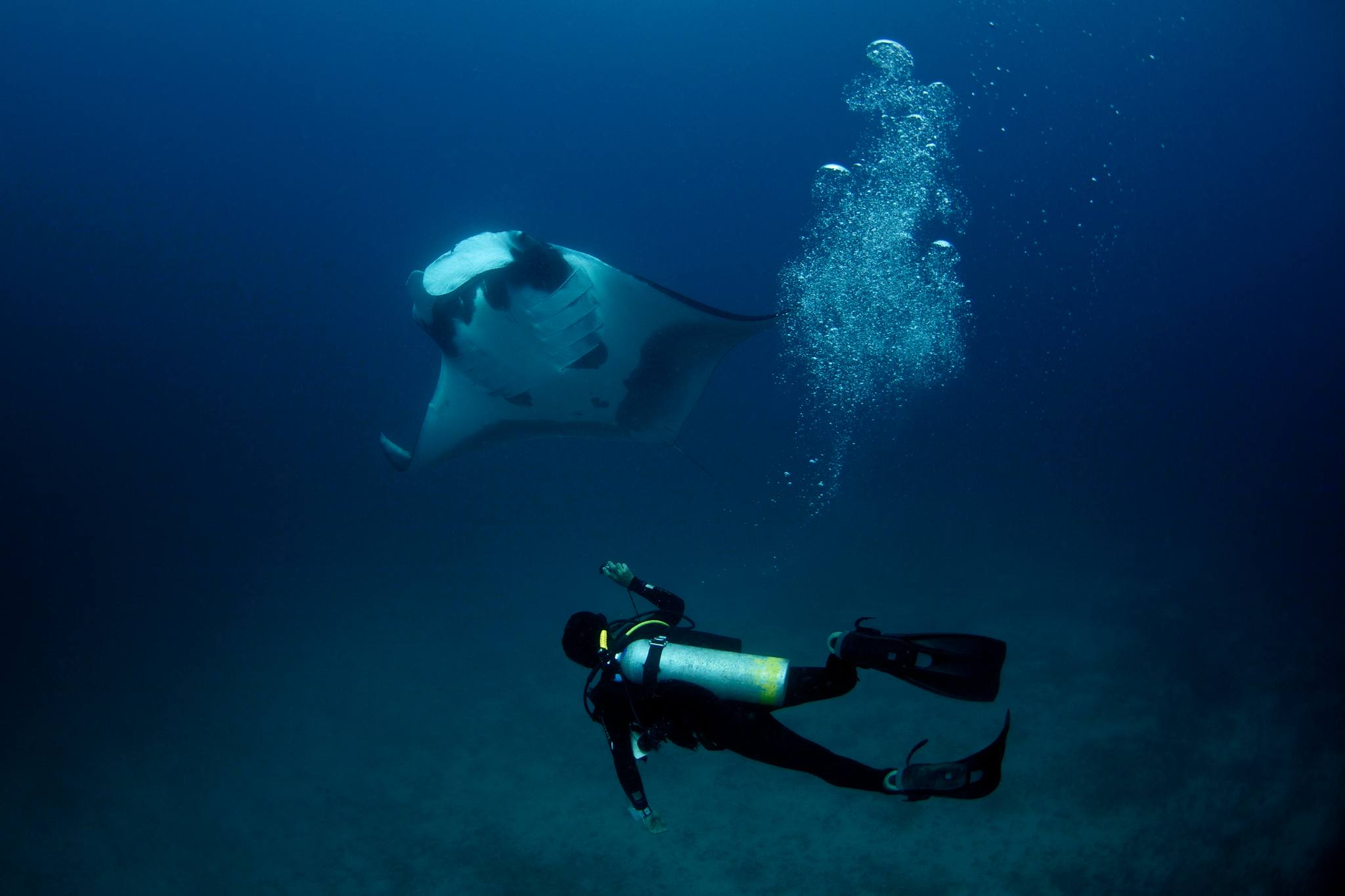 MCAF Fellow Andres Lopez diving with a giant manta ray in Costa Rica.