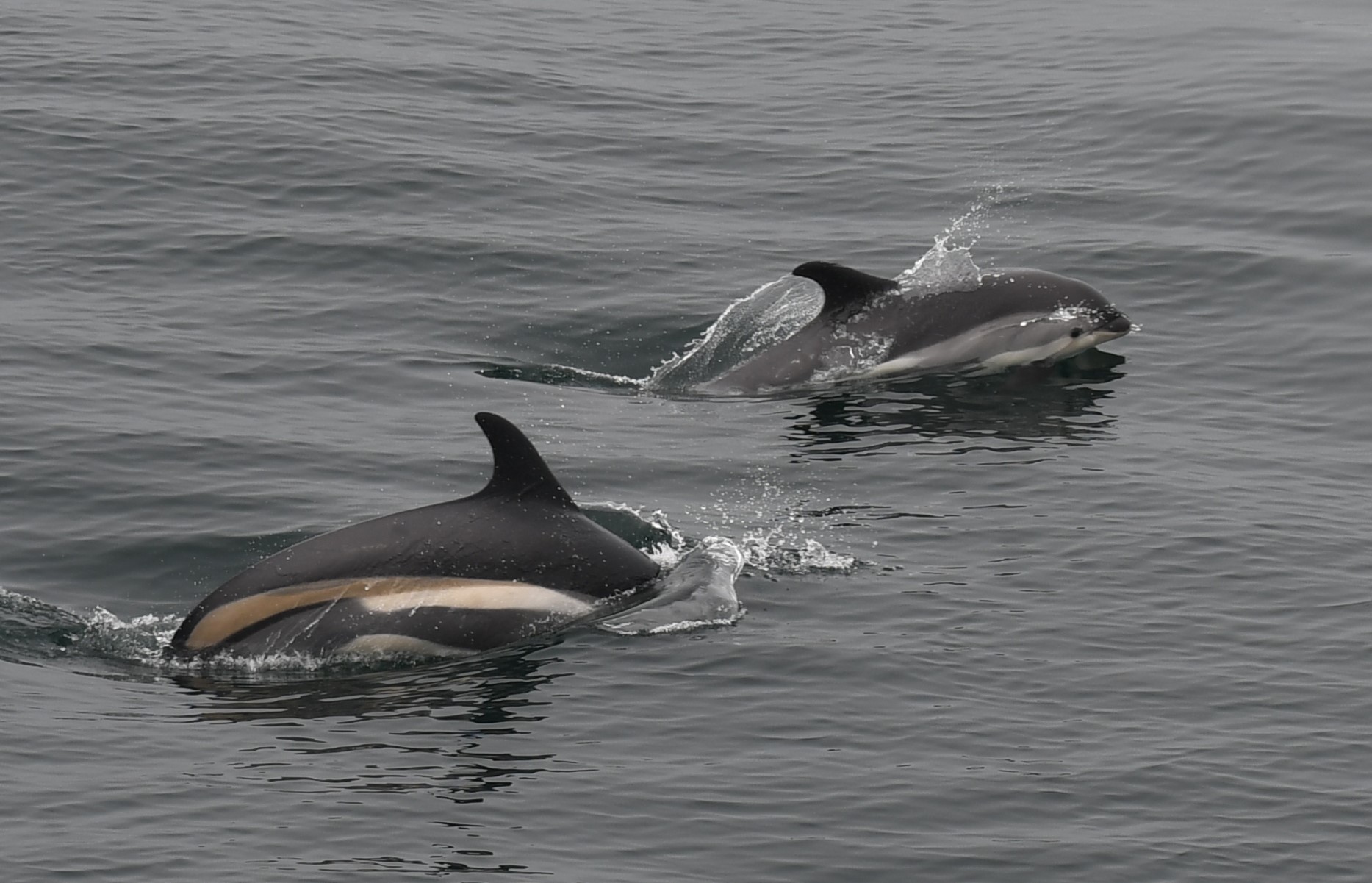 Atlantic white sided dolphin duo