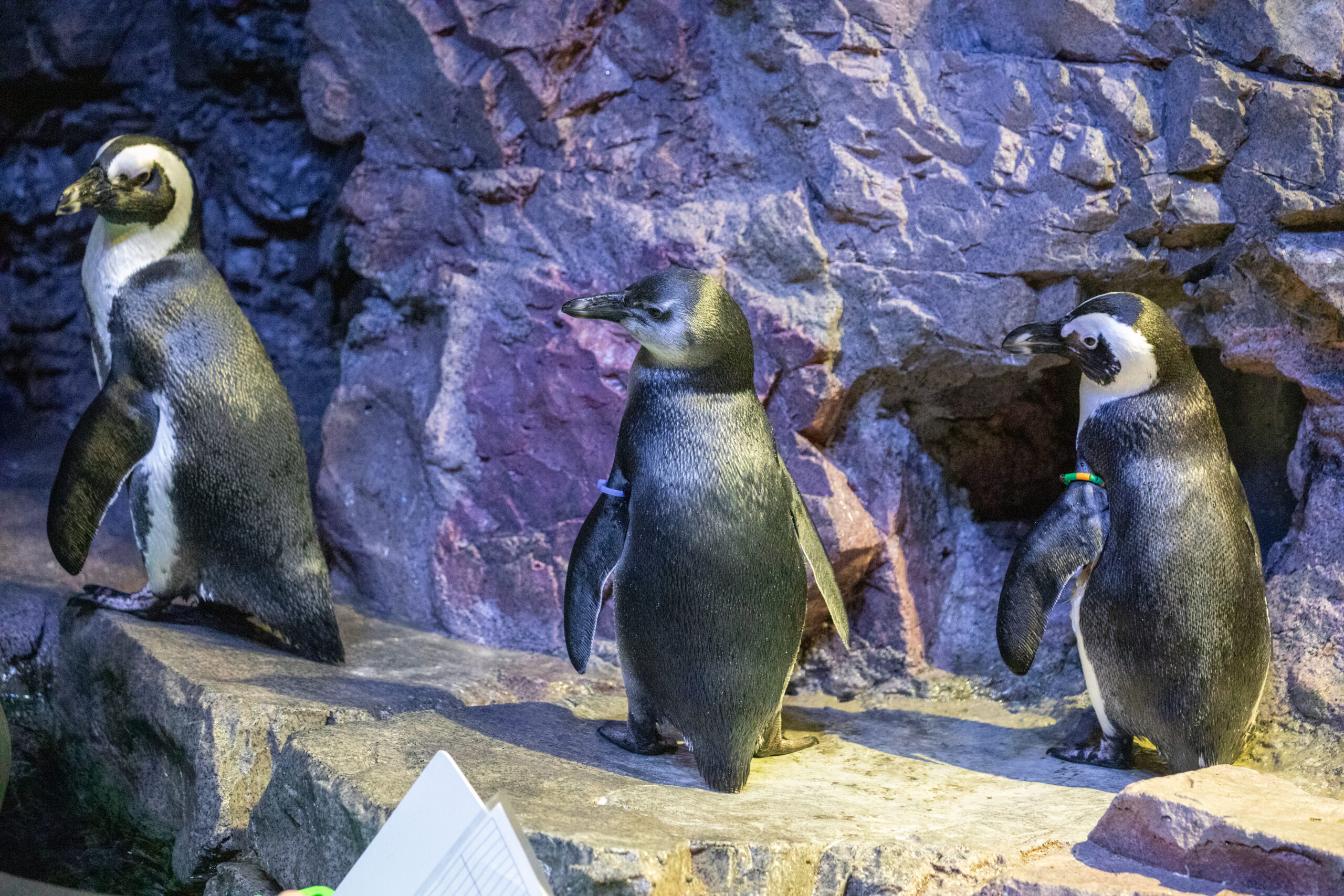 African penguin chick “FitzPatrick” (middle) joining the colony on exhibit.