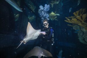 A diver feeds a cownose ray in the Giant Ocean Tank