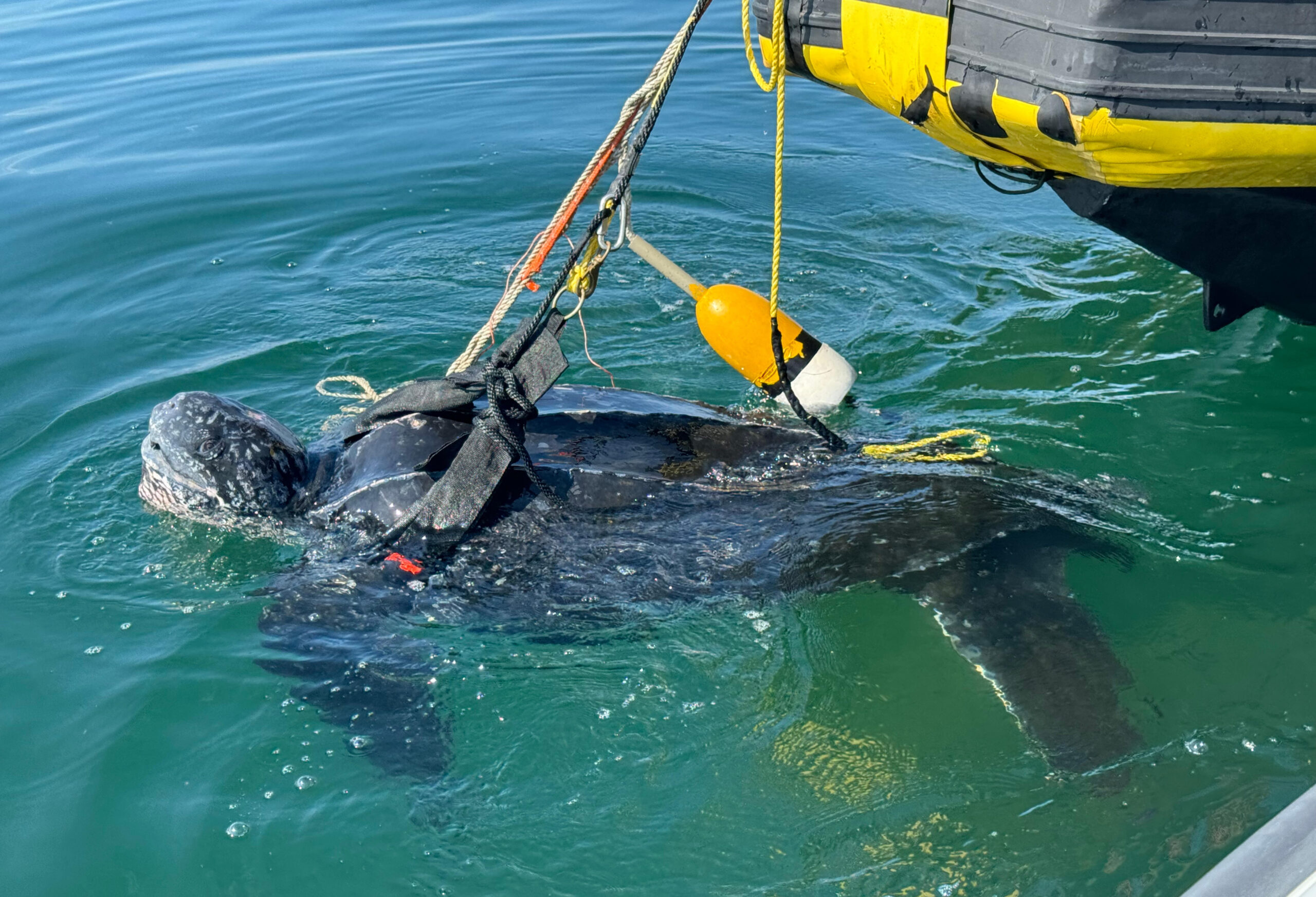 The team works to disentangle a leatherback in Cape Cod Bay