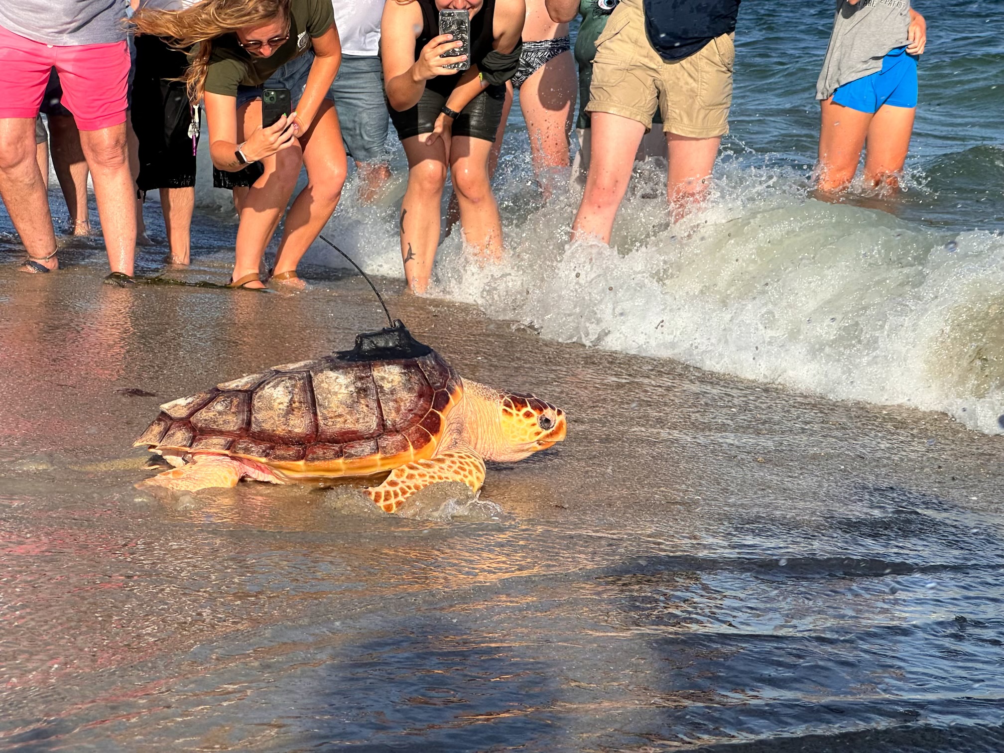 New England Aquarium staff released six sea turtles off Cape Cod this evening. 