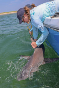 Anderson Cabot Center researcher Caroline Collatos tagging sharks in Nantucket