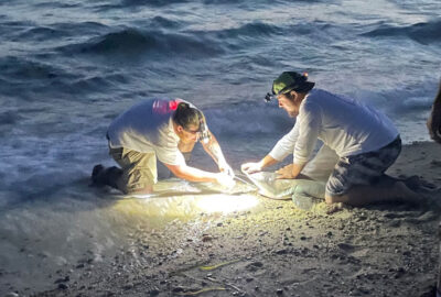 Staying Alive: Examining Post-release Survival of Sandbar Sharks