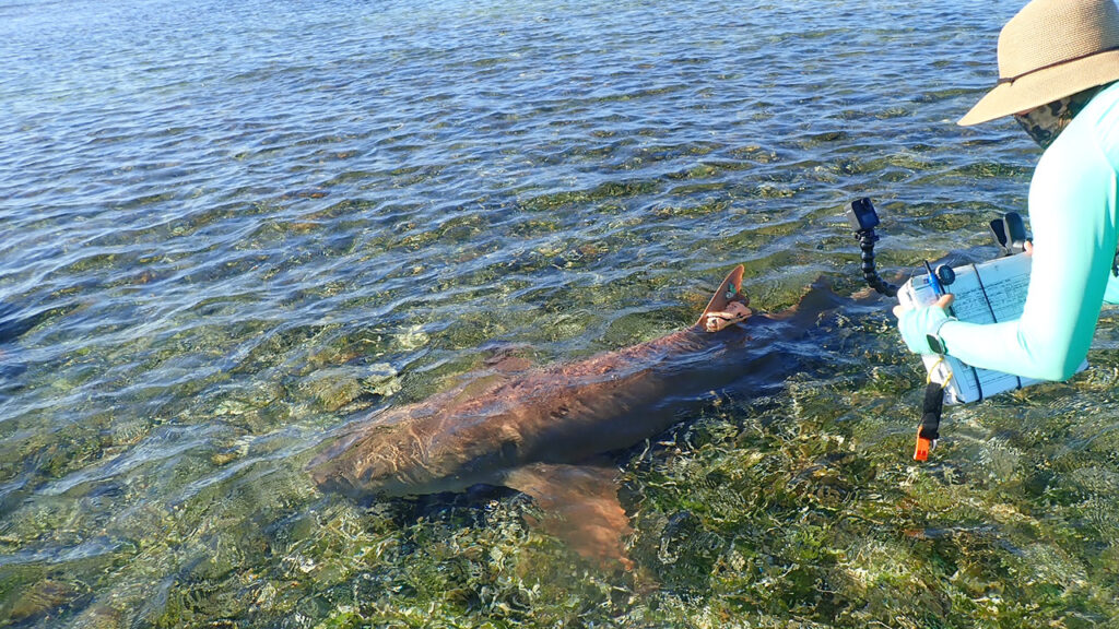 Senior Aquarist Kristen Ulrich films a tagged nurse shark in the Dry Tortugas