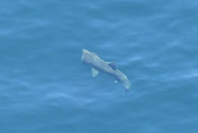 Basking shark filter feeding at the surface