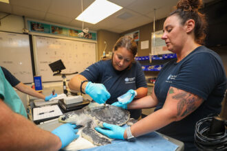 Animal Care team members caring for a sea turtle