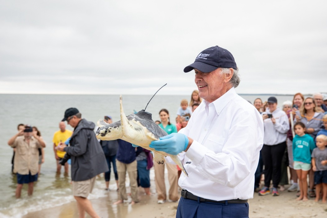 Senator Edward J. Markey with one of the Kemp’s ridley sea turtles that were released off Cape Cod. 