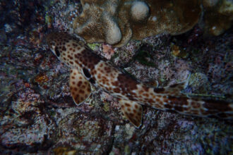 A Raja Ampat Epaulette shark (aka Kalabia)