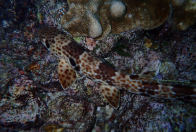 A Raja Ampat Epaulette shark (aka Kalabia)