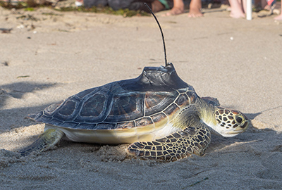 Tagged green sea turtle