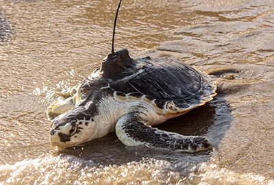 Tagged Kemp's ridley sea turtle