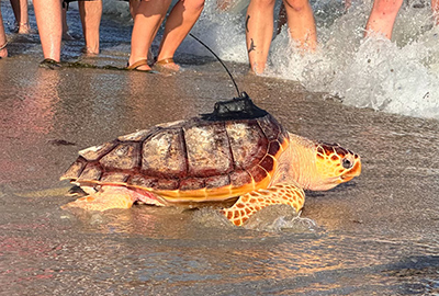 Tagged loggerhead sea turtle