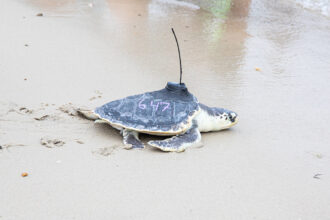 A Kemp's ridley sea turtle is tagged by researchers at the Anderson Cabot Center for Ocean Life