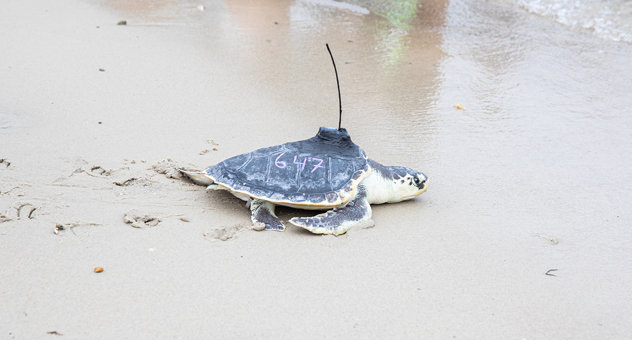 A Kemp's ridley sea turtle is tagged by researchers at the Anderson Cabot Center for Ocean Life