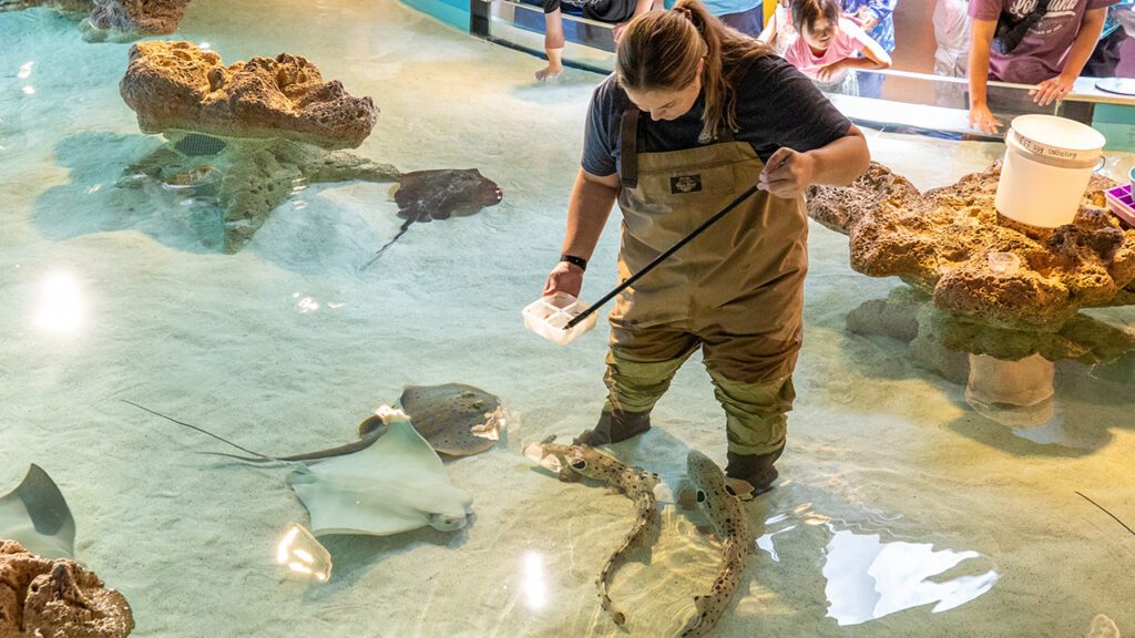 Aquarist Hannah stick feeds sharks and rays at the Aquarium