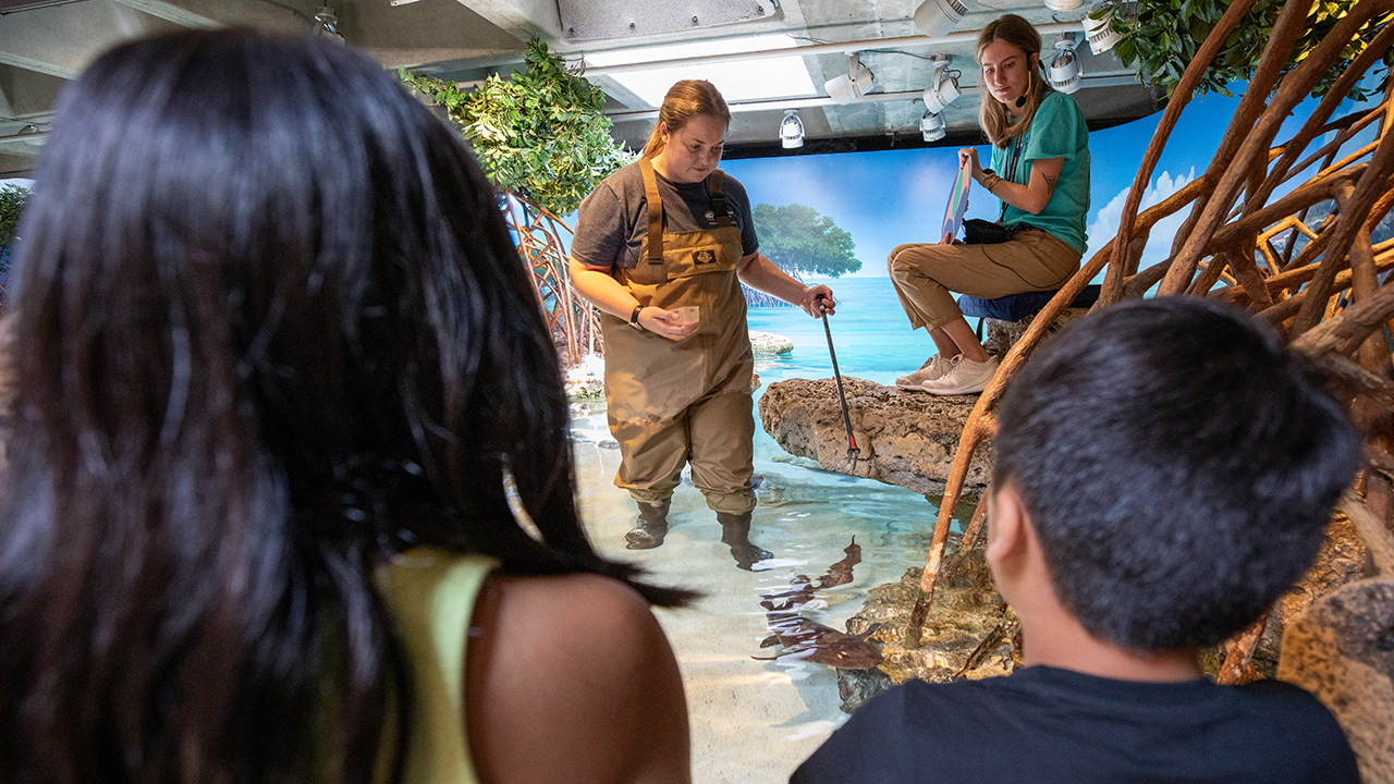 Aquarist Hannah stick feeds a shark as visitors watch