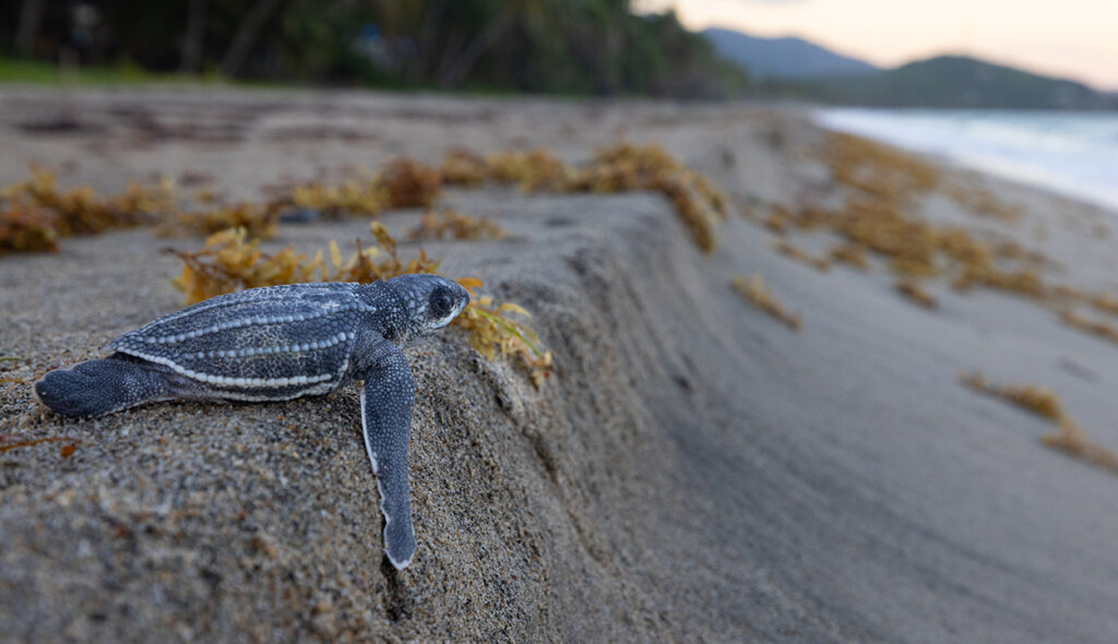 A leatherback hatchling makes its way to the water