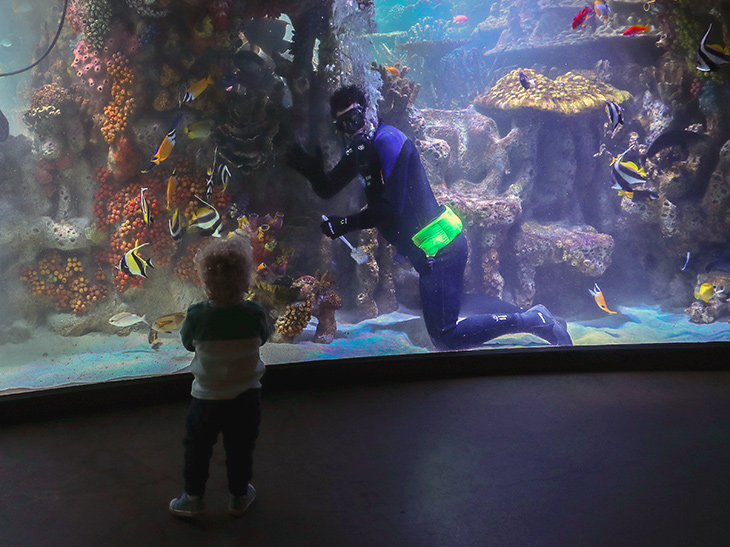 A New England Aquarium diver waves to a child during a visit