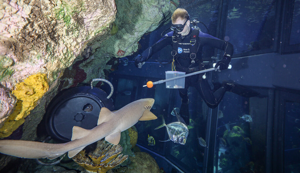 Giant Ocean Tank divers use target training to feed Cirri the nurse shark