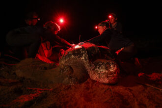 Tagging a nesting leatherback sea turtle in Puerto Rico