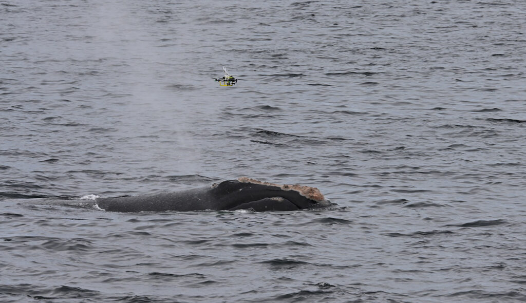 A drone collects blow over Catalog #5253. Taken under DFO Canada SARA permit.