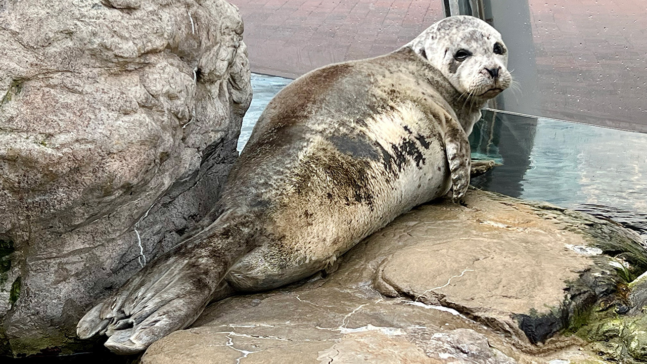 Atlantic harbor seal Chacoda while molting