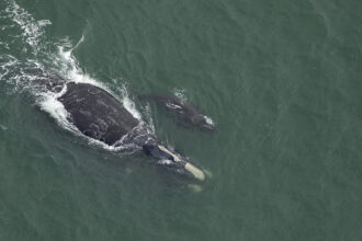 Right whale Juno (Catalog #1612) and calf sighted off Cane Island, SC, on November 28, 2023