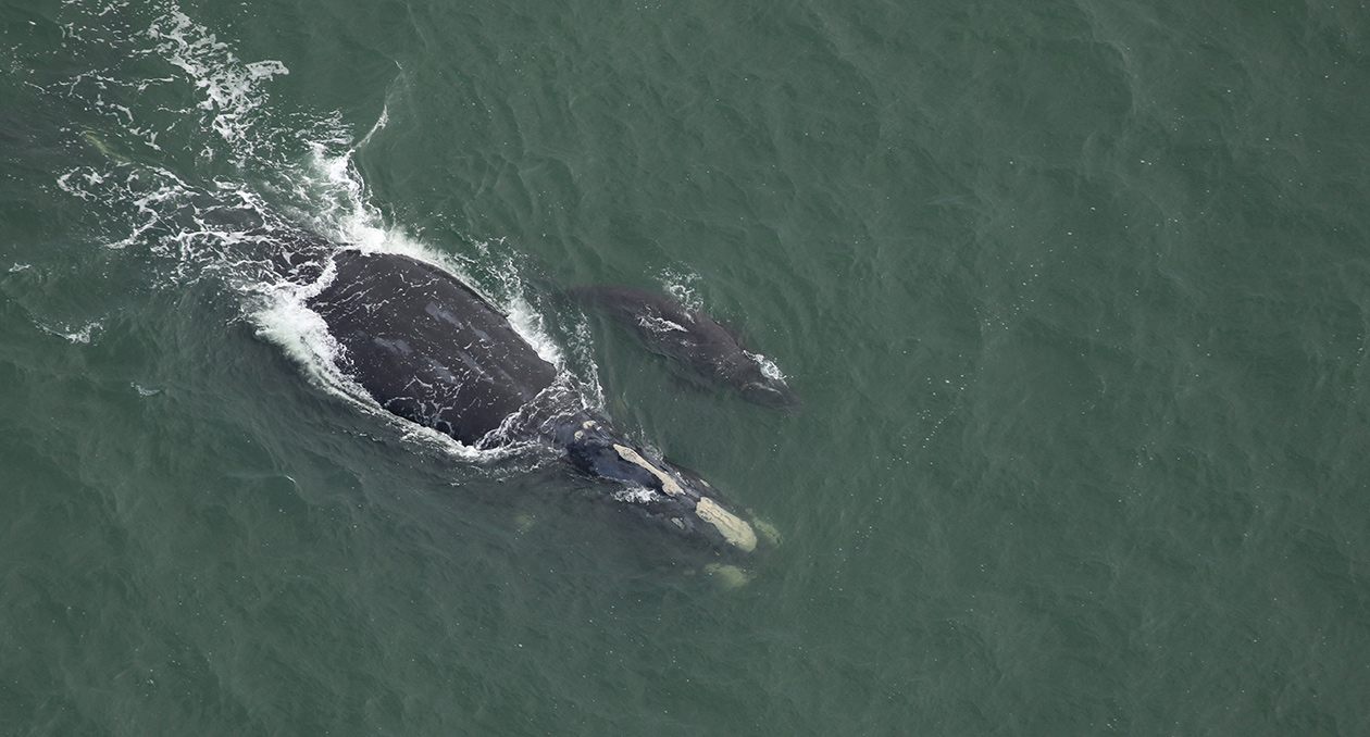 Right whale Juno (Catalog #1612) and calf sighted off Cane Island, SC, on November 28, 2023