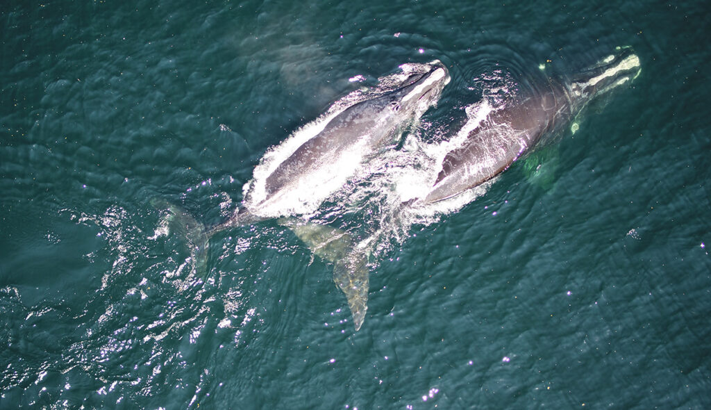 Right whales Agave (#5001) and #4617. Taken under DFO Canada SARA permit.