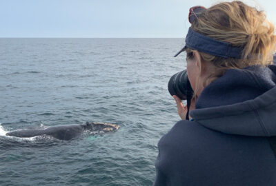 Photographing a North Atlantic right whale during the August cruise. Taken under DFO Canada SARA permit.