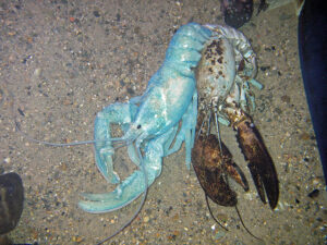 A blue lobster at the Aquarium sheds its shell