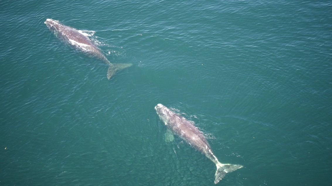 Right whales #4446 and Sebastian (#4650)