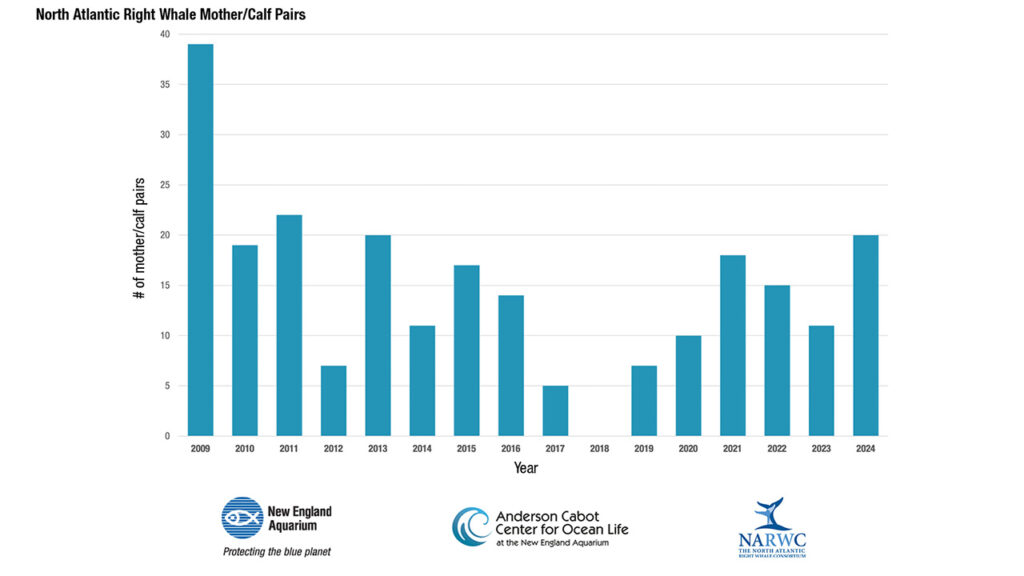 Right whale mother calf pairs