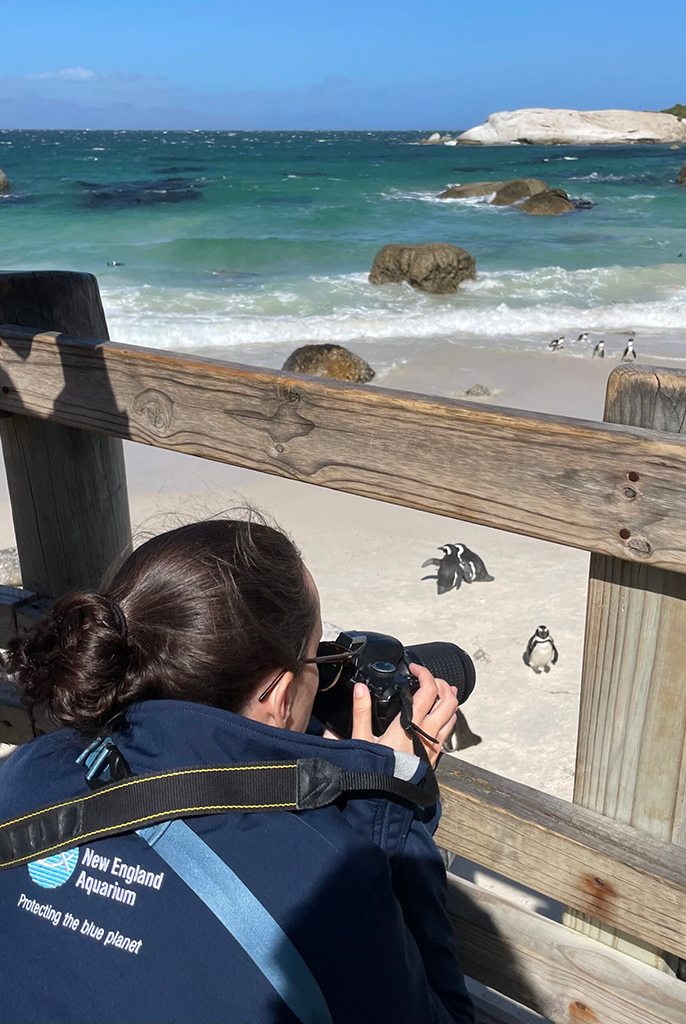 Emily snapping photos of endangered African penguins, an emblematic Aquarium species, in the wild at Boulders Beach.