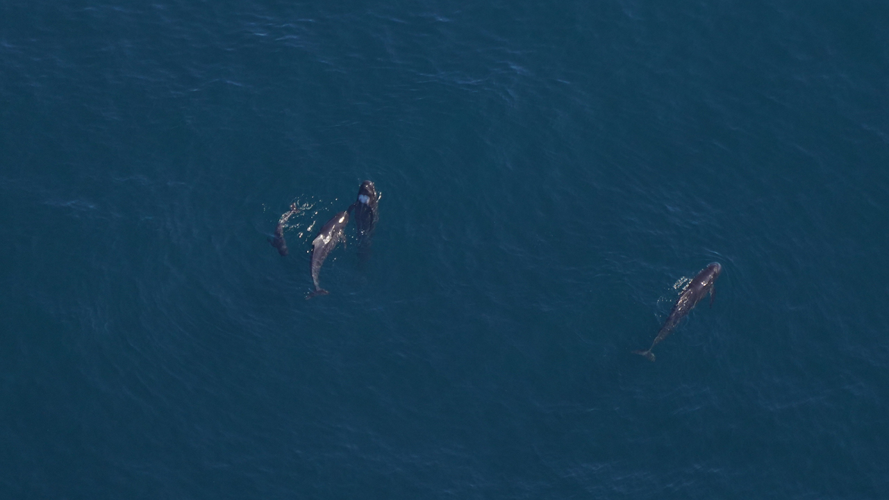 A pod of pilot whales with a young calf mill at the surface.