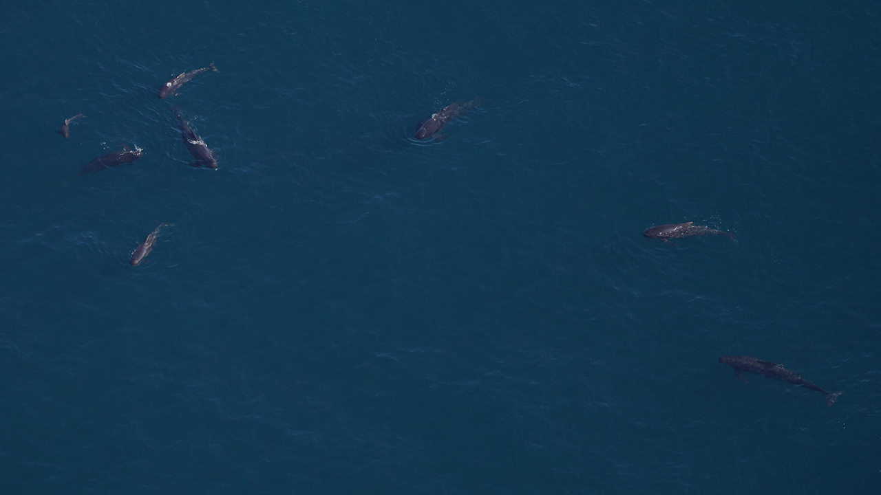 A pod of pilot whales with a young calf mill at the surface.