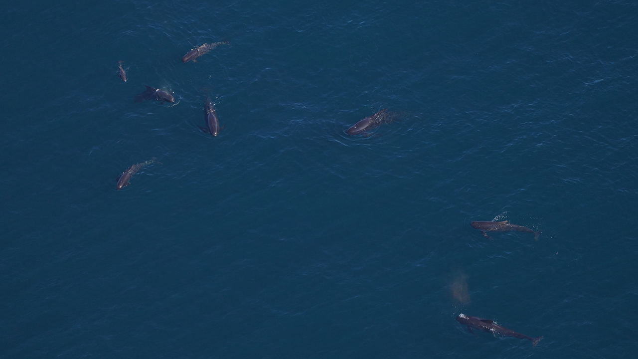 A pod of pilot whales with a young calf mill at the surface.